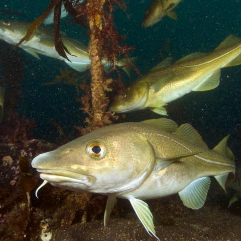 Cod